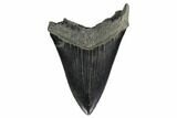 Serrated, Fossil Megalodon Tooth - Georgia #159734-1